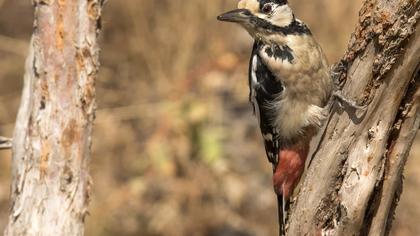 Great Spotted Woodpecker