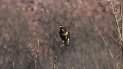 Common Buzzard