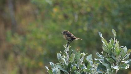 European Stonechat