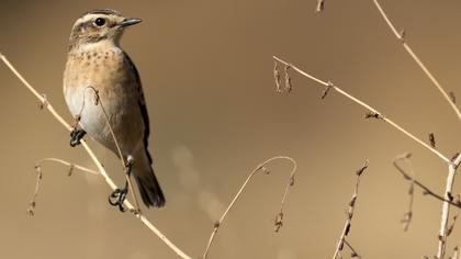Whinchat