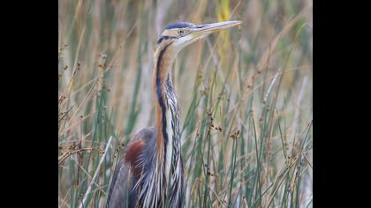 Purple Heron