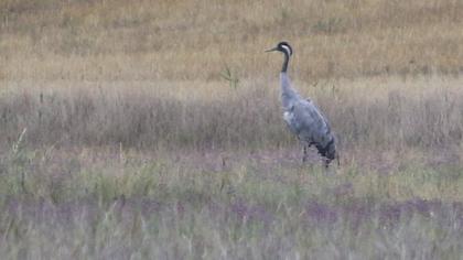 Common Crane