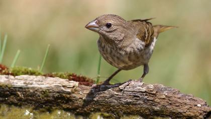Common Rosefinch