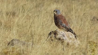Lesser Kestrel