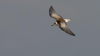 White-winged Tern