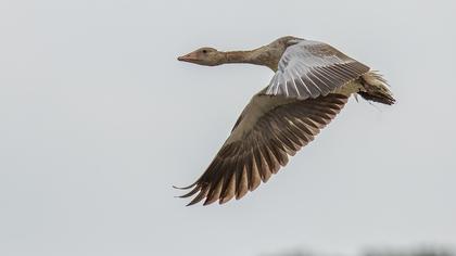 Greylag Goose