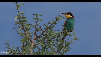European Bee-eater