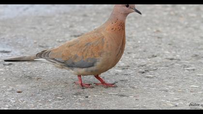 Laughing Dove