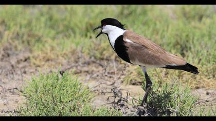 Spur-winged Lapwing