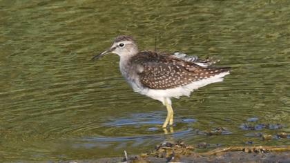 Wood Sandpiper