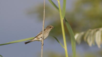 Spotted Flycatcher