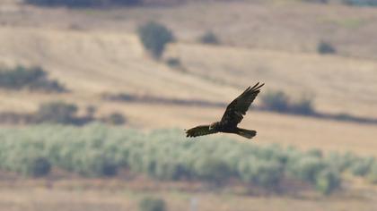 Western Marsh Harrier