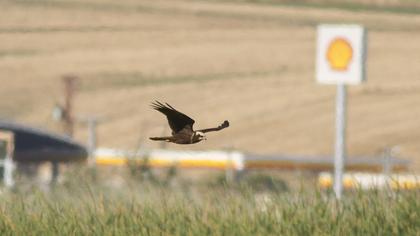 Western Marsh Harrier