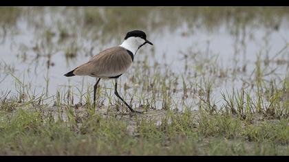 Spur-winged Lapwing