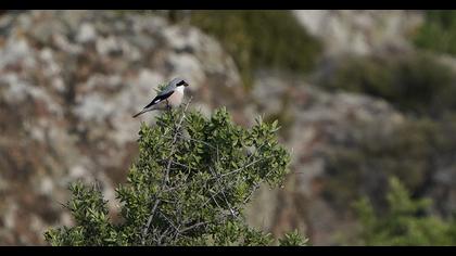 Lesser Grey Shrike