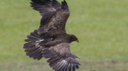 Lesser Spotted Eagle
