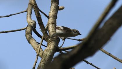European Pied Flycatcher
