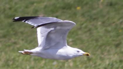 Armenian Gull