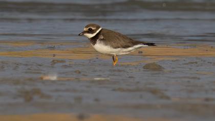 Common Ringed Plover