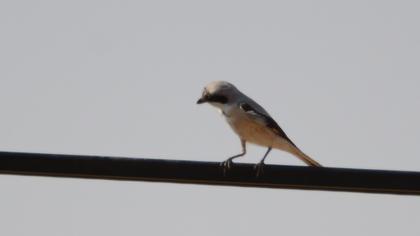 Lesser Grey Shrike