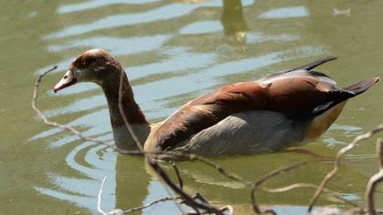 Egyptian Goose