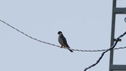 Eurasian Hobby