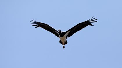 Black Stork