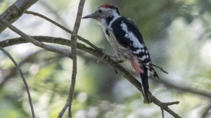 Middle Spotted Woodpecker