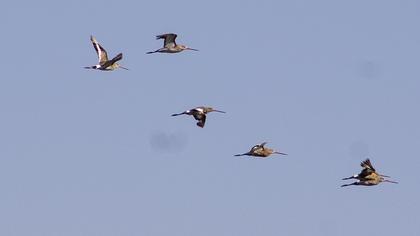 Black-tailed Godwit