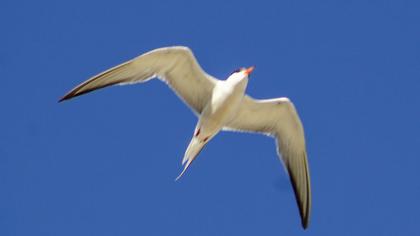 Common Tern