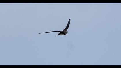 Alpine Swift