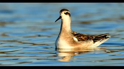 Red-necked Phalarope