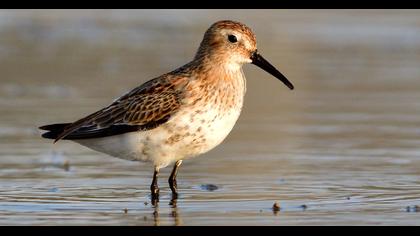 Dunlin