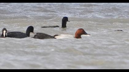 Common Pochard