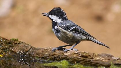 Coal Tit