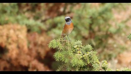 Common Redstart