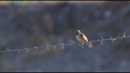 Dead Sea Sparrow