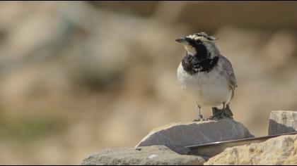 Horned Lark
