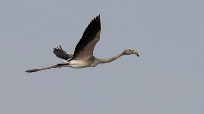 Greater Flamingo