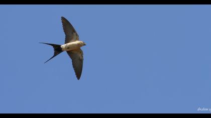 Red-rumped Swallow