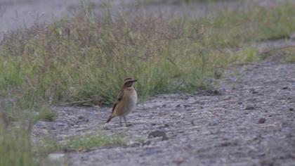 Whinchat