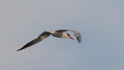 Caspian Tern