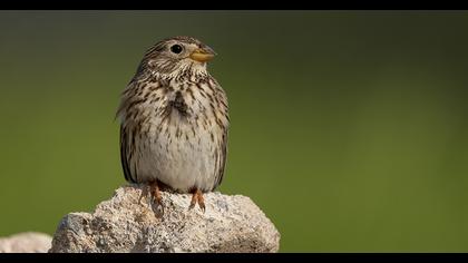 Corn Bunting