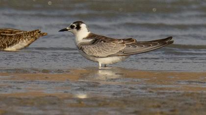 White-winged Tern