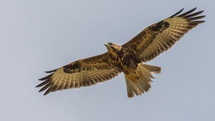Common Buzzard