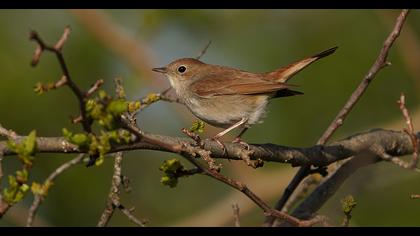 Common Nightingale