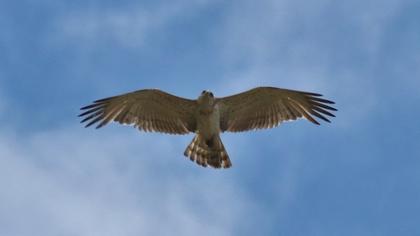 Short-toed Snake Eagle