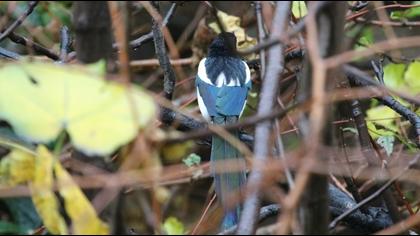 Eurasian Magpie