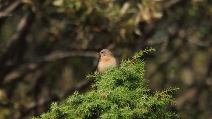 Black-eared Wheatear