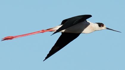 Black-winged Stilt